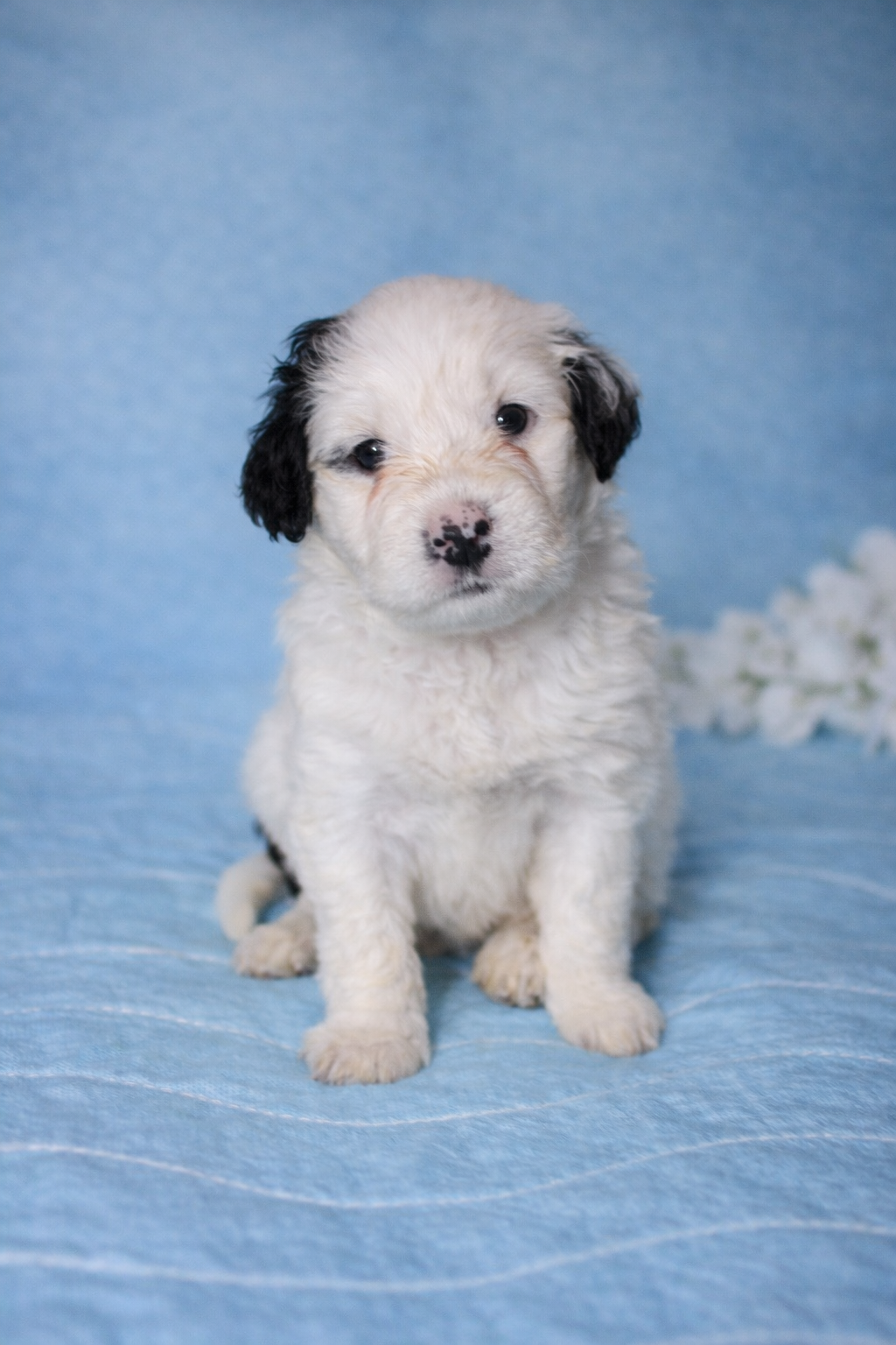 Bruno puppy photo