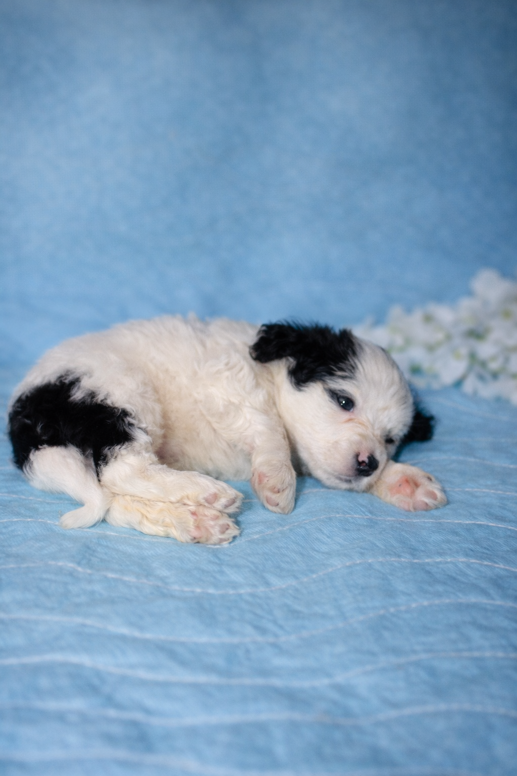 Bruno puppy pic 2