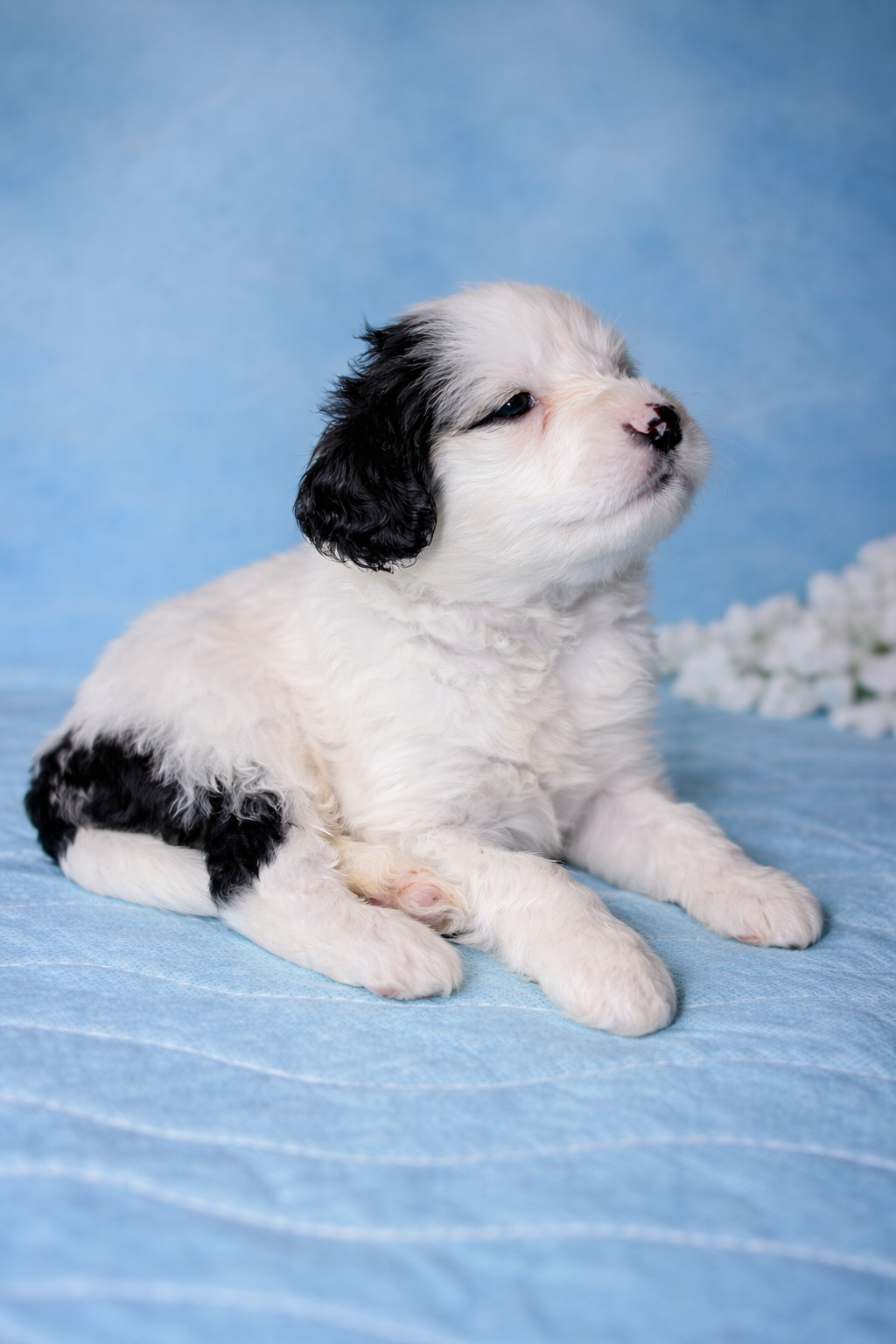 Bruno puppy pic 3
