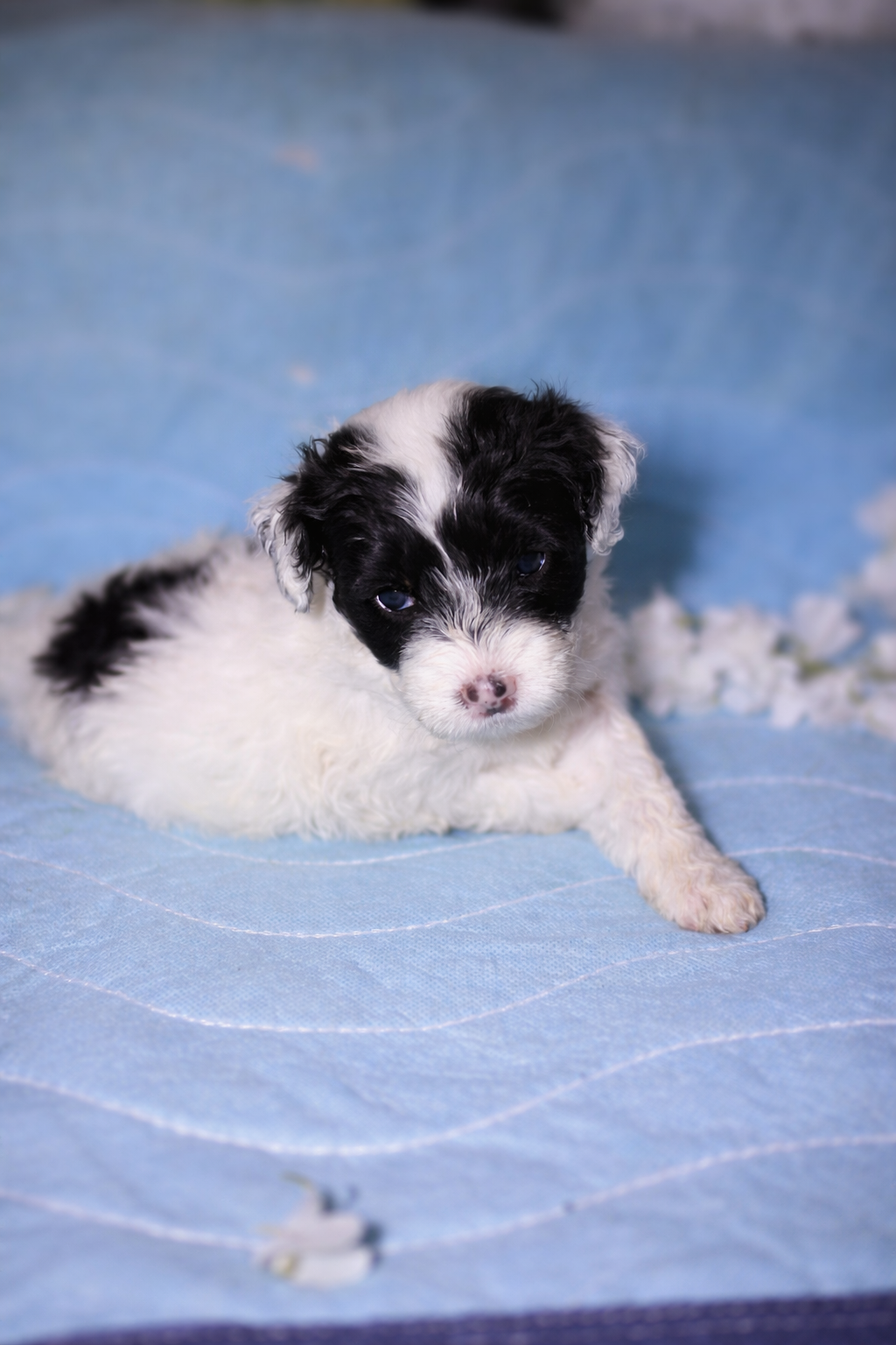 Dulce puppy photo 1