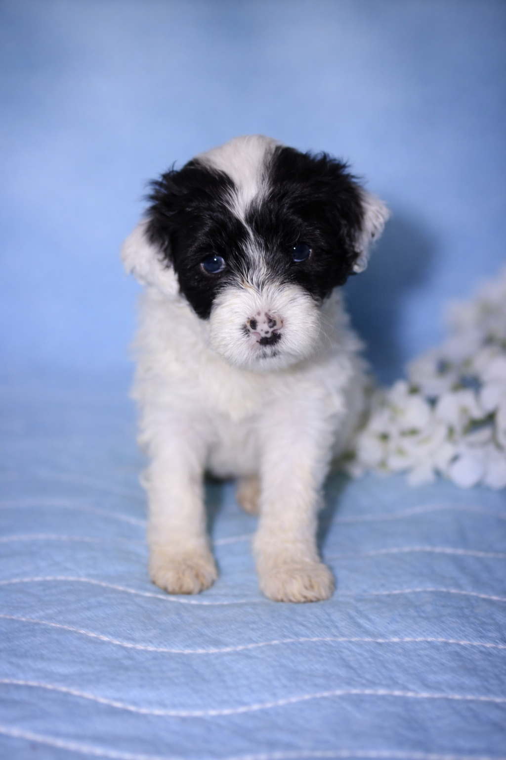 Dulce puppy photo 2