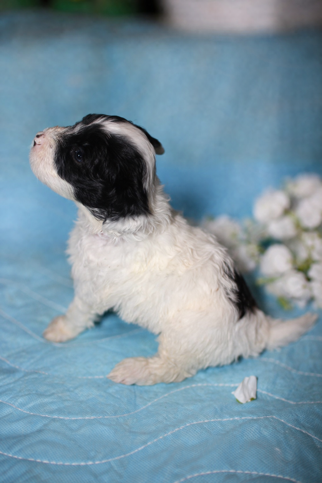 Dulce pup photo 3