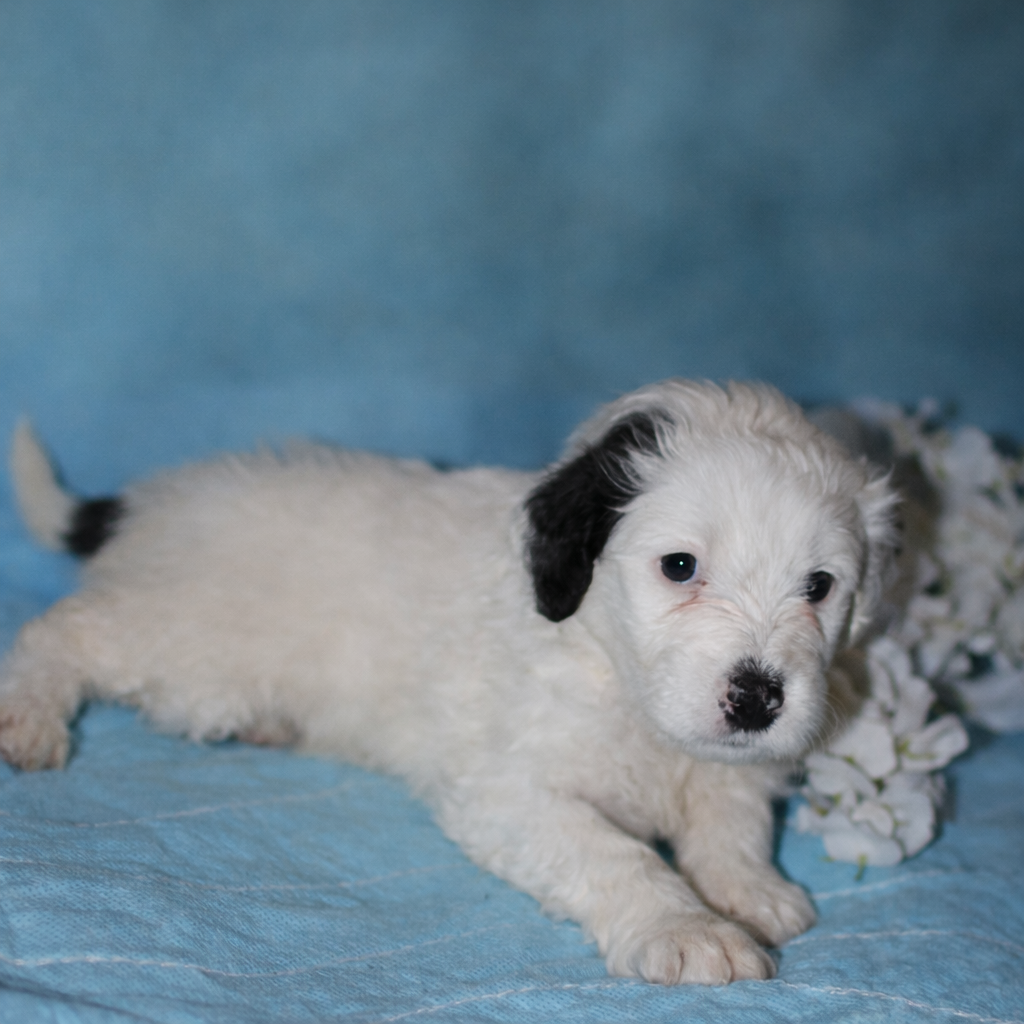 Leon Messi puppy photo 1