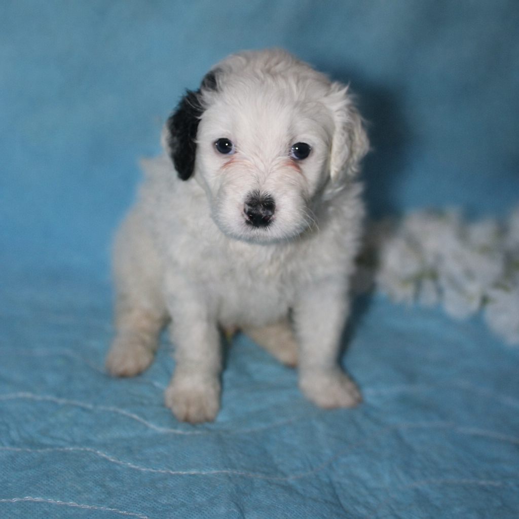 Leon Messi puppy photo 2