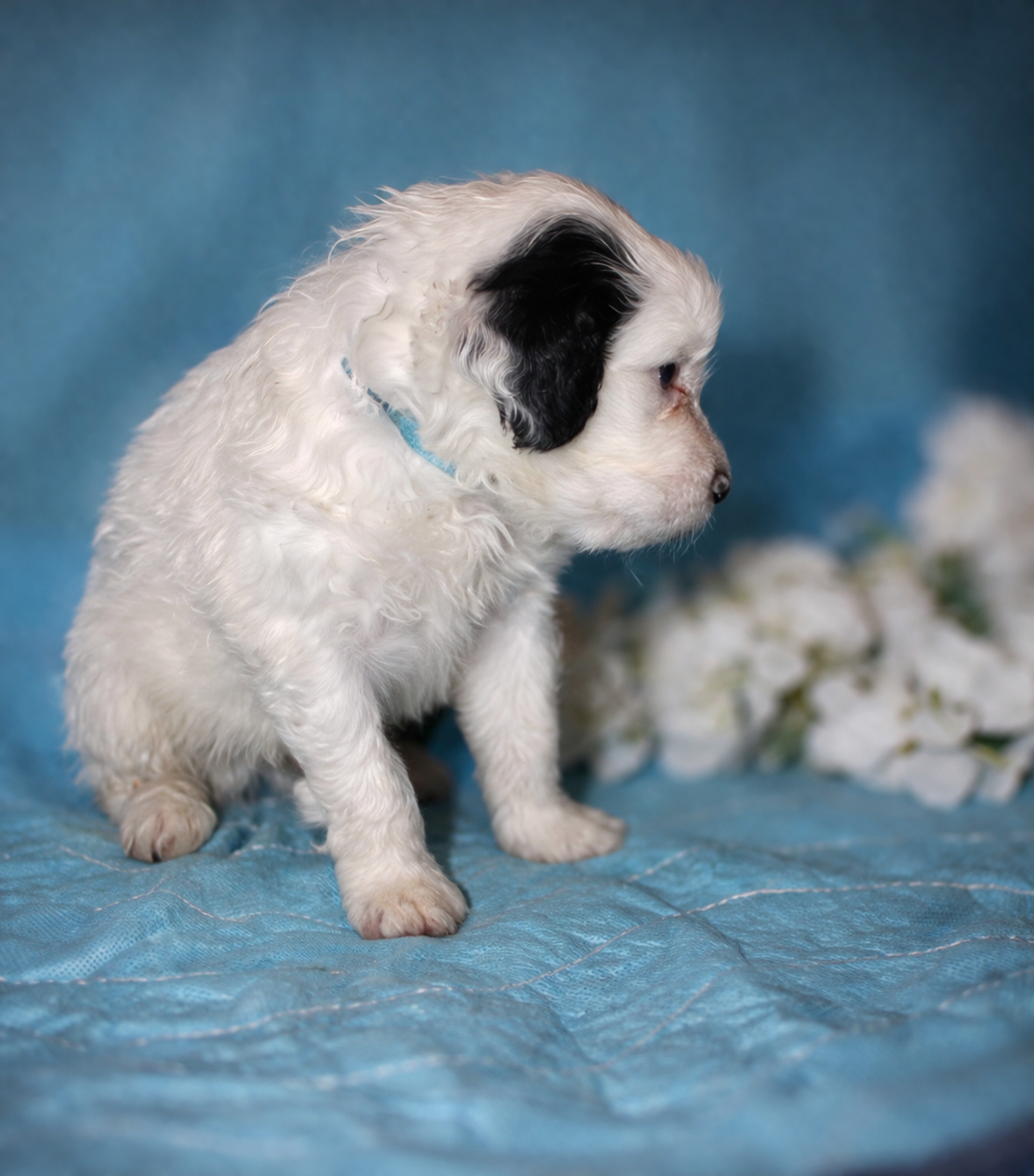 Leon Messi puppy photo 3