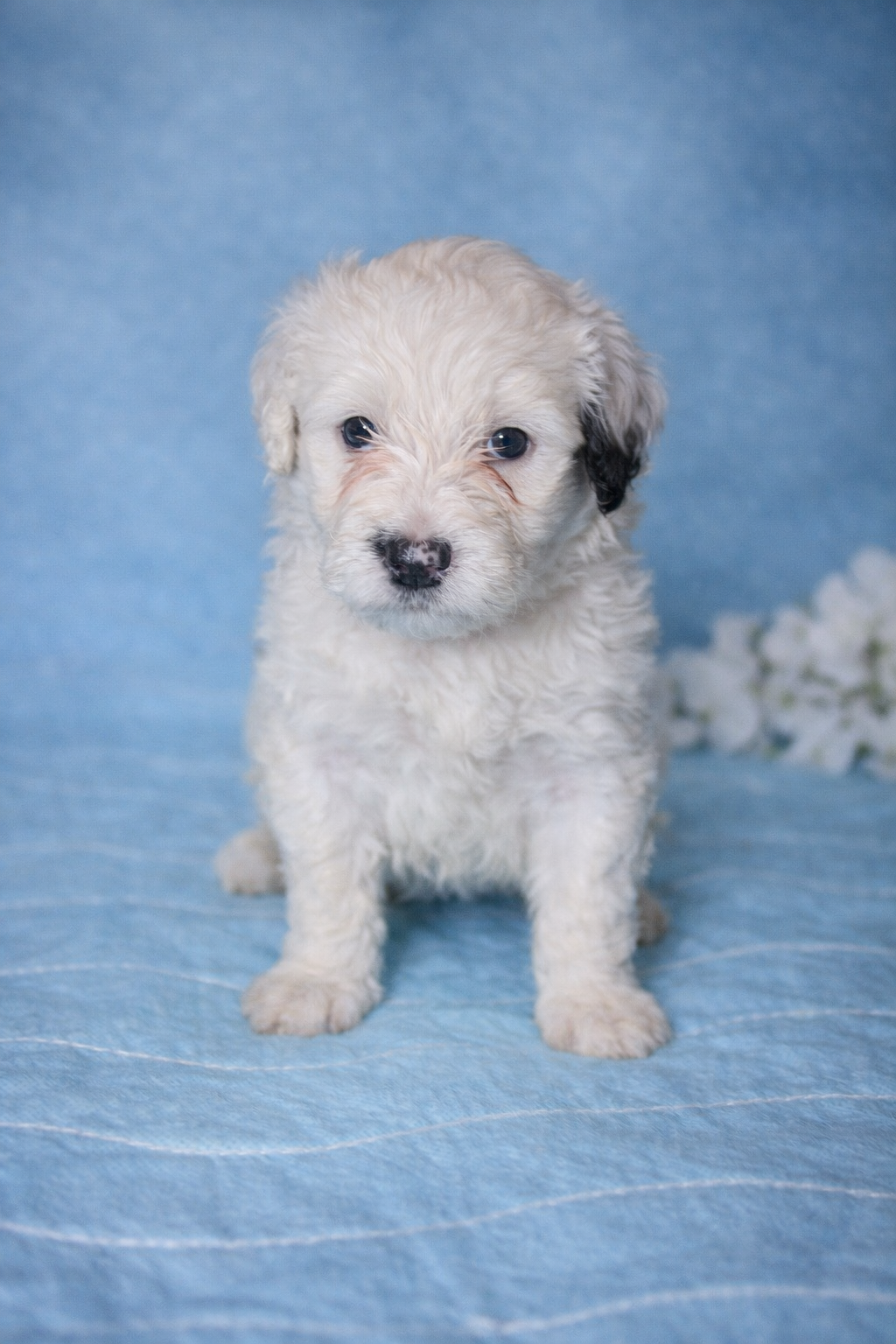 Perla puppy photo 1