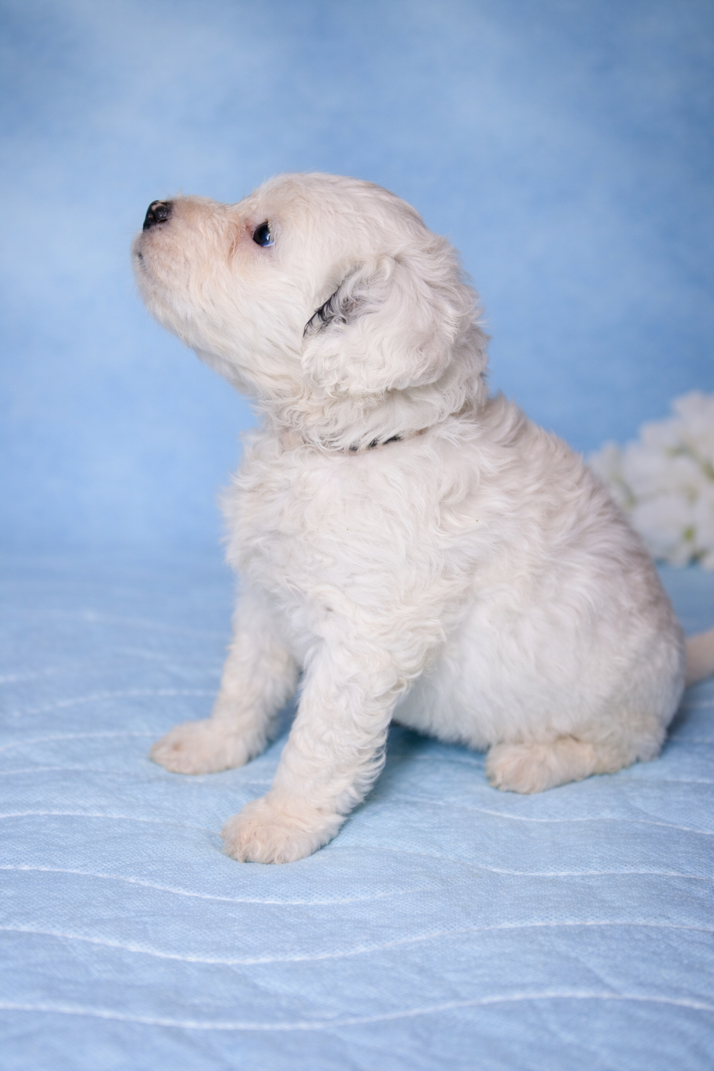 Perla puppy photo 2