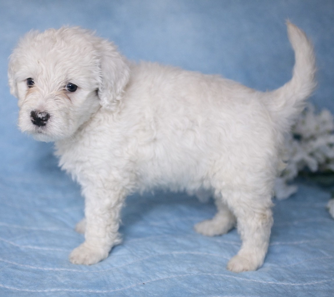 perla puppy photo 3