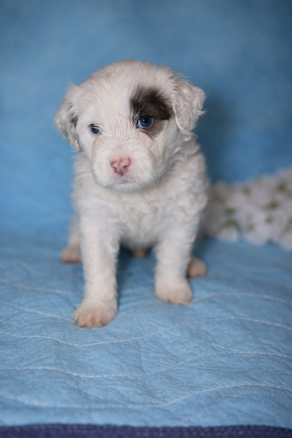 Rio puppy photo 1