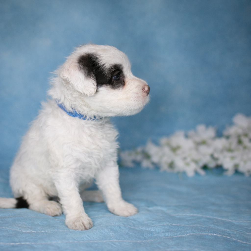 Rio puppy pic 2
