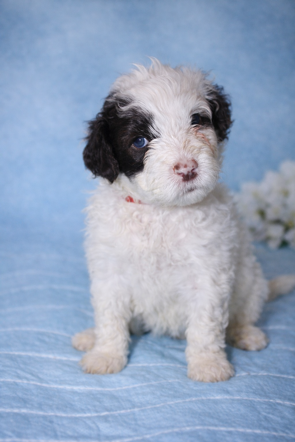 Samba puppy photo 1