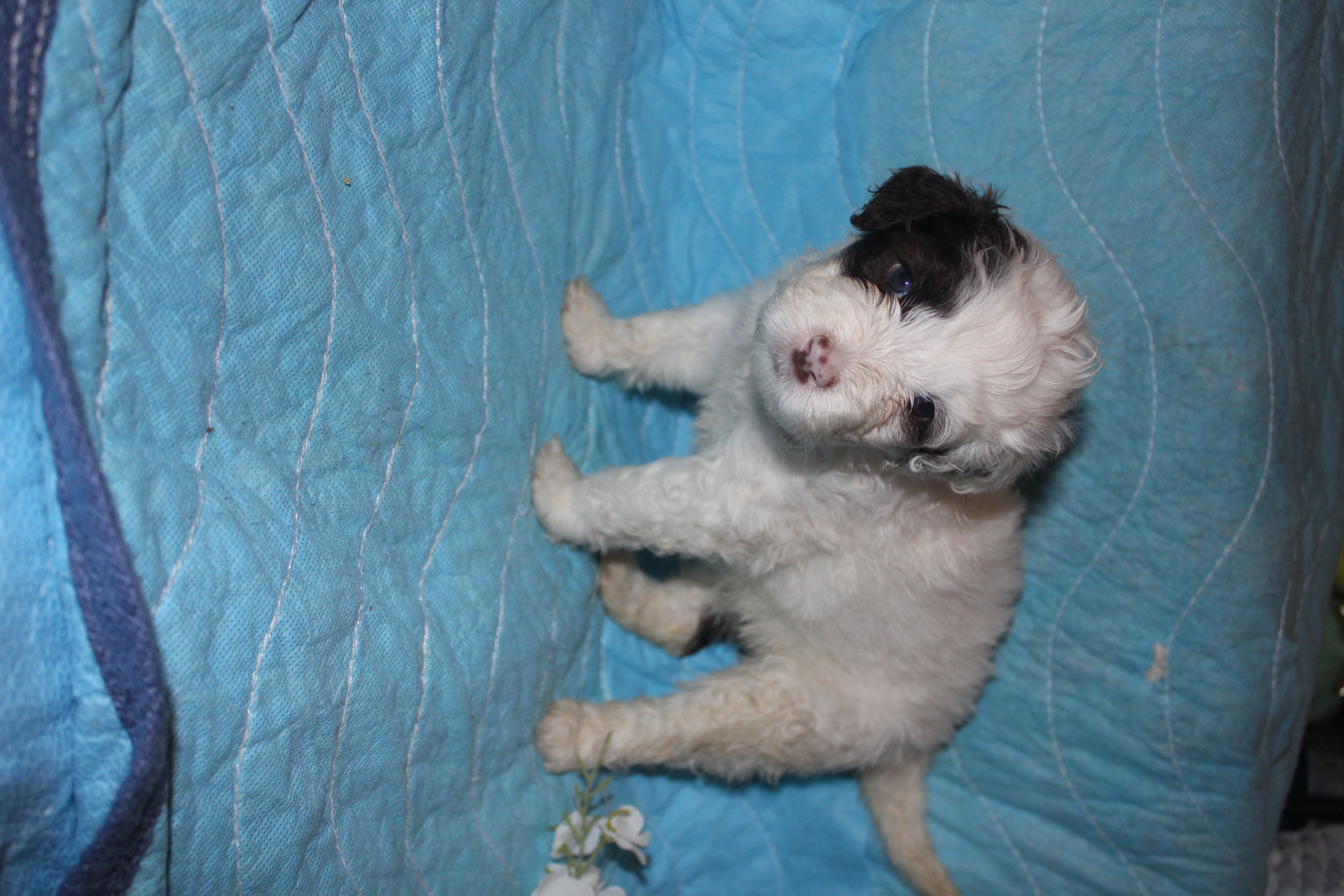 Samba puppy photo 2