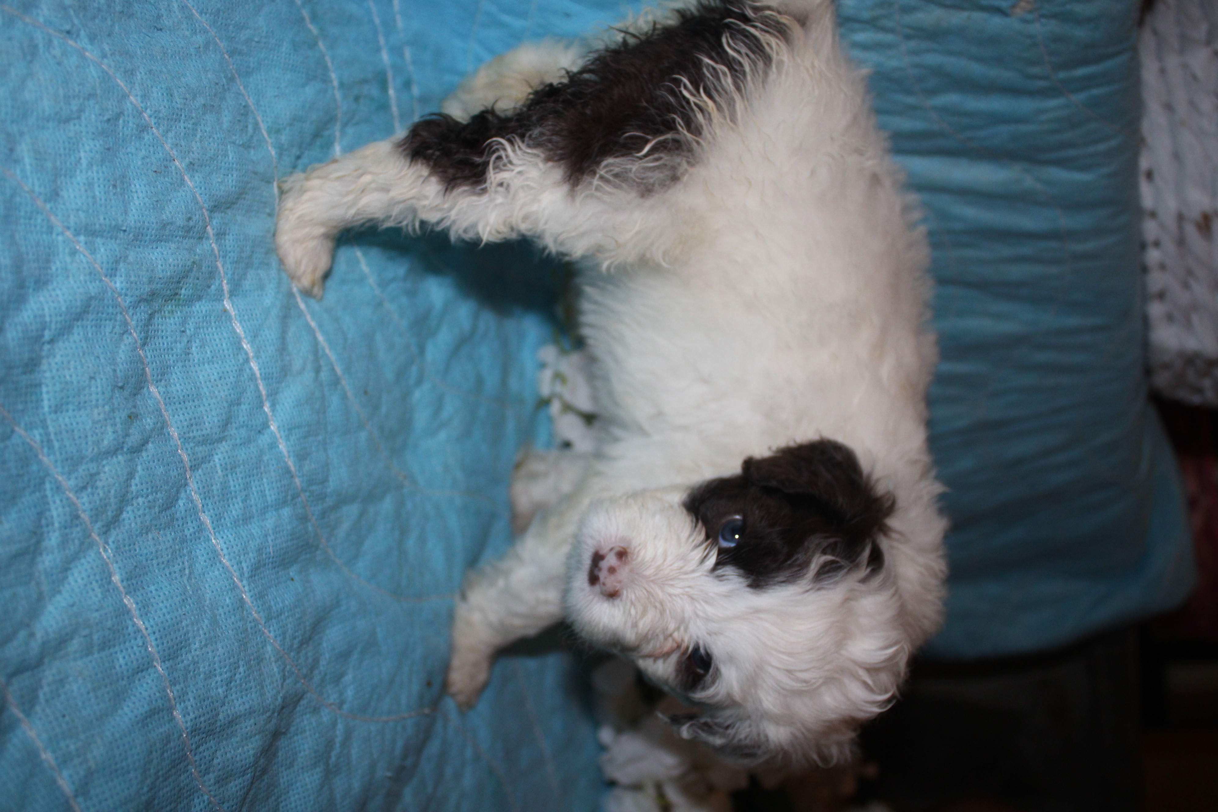 Samba puppy photo 3