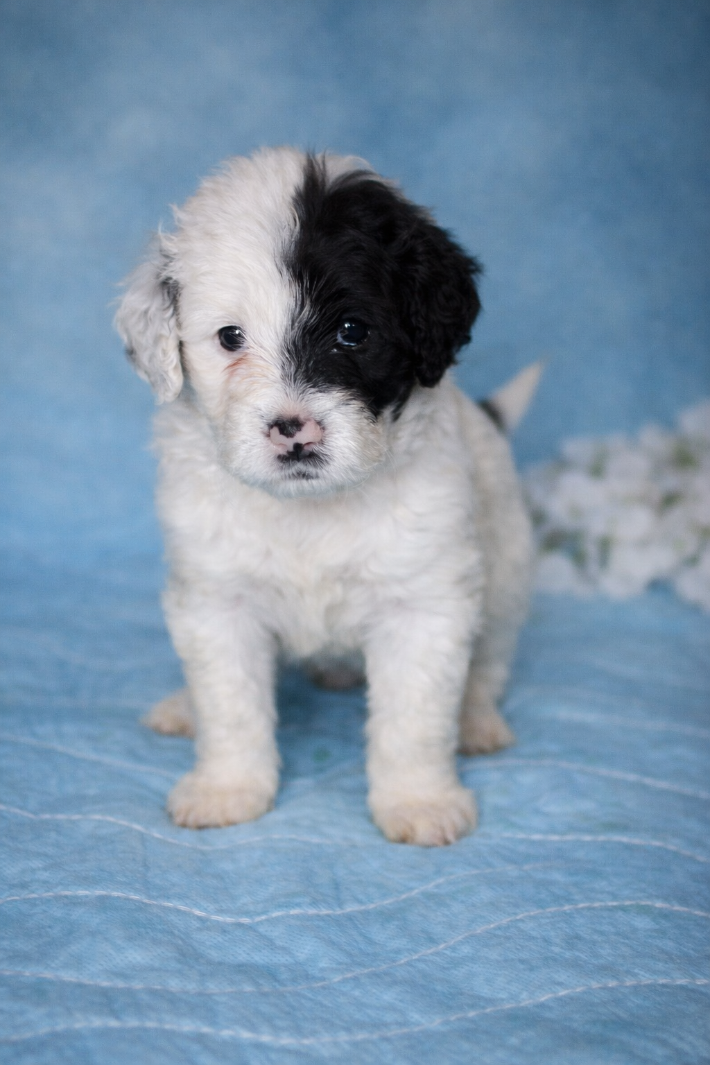 Toro puppy photo 1