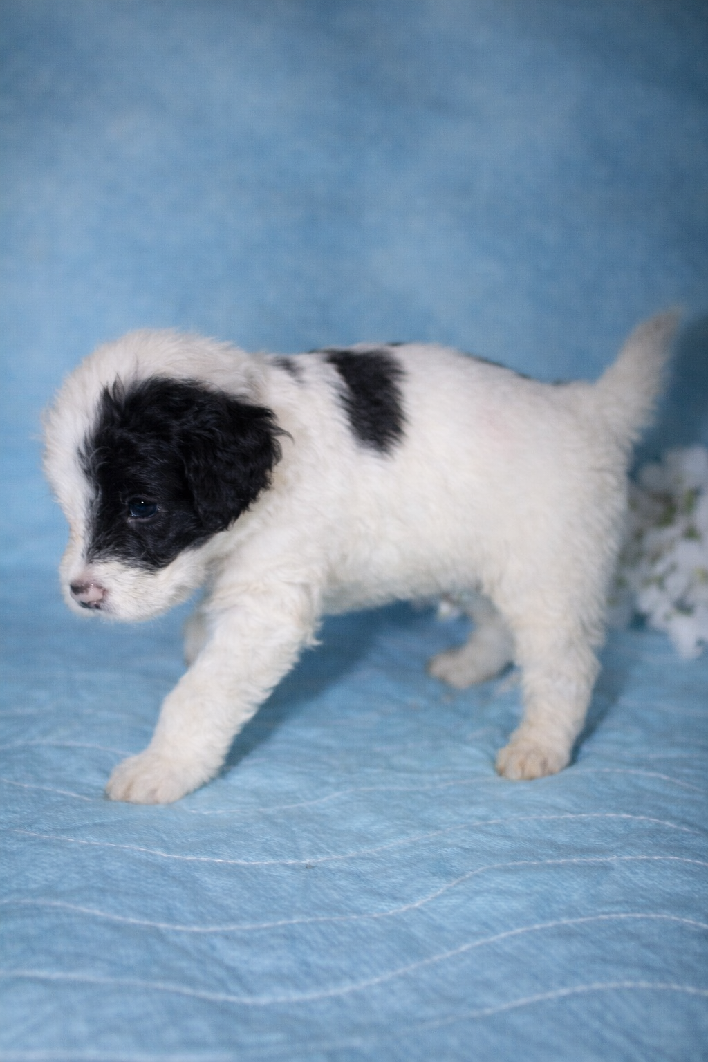Toro puppy photo 2